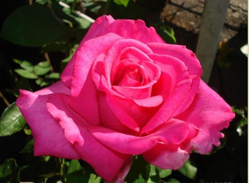 Buxom Beauty - The Rose Society UK