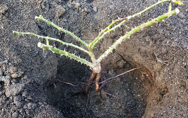 grow-bare-root3